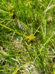 Carex athrostachya