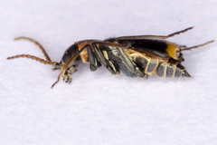 Axinotarsus marginalis