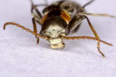 Axinotarsus marginalis