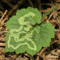 Phytomyza tiarellae