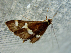 Spoladea recurvalis