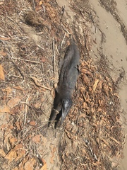 Delphinus