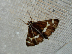 Spoladea recurvalis