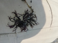 Gracilaria
