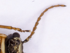 Axinotarsus marginalis