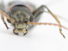 Axinotarsus marginalis