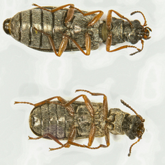 Danacea