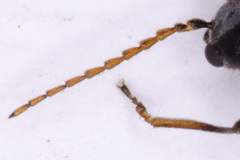 Axinotarsus marginalis