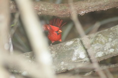 Cardinalis cardinalis mariae