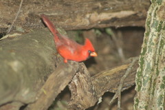 Cardinalis cardinalis mariae
