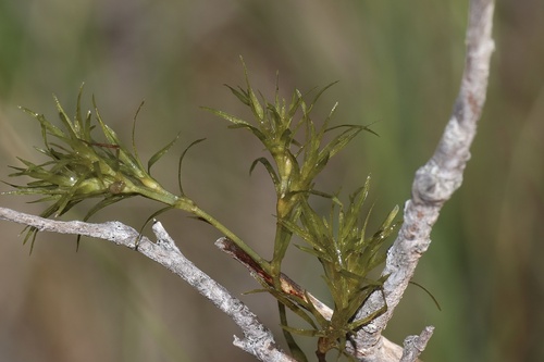Nodding waternymph (Najas flexilis)