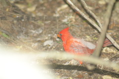 Cardinalis cardinalis mariae