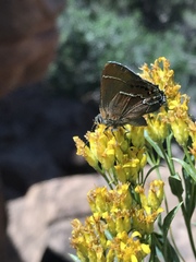 Callophrys spinetorum