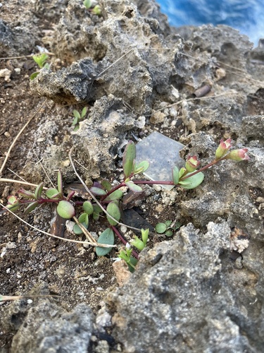 Hedyotis strigulosa iNat (3)