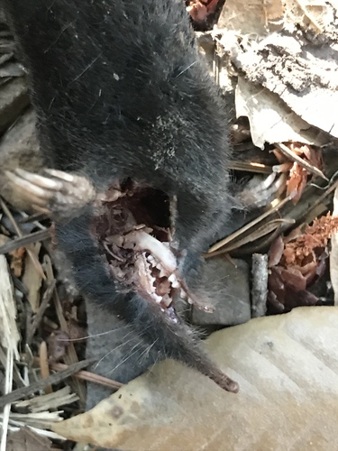iNaturalist observation photo of American Shrewmole