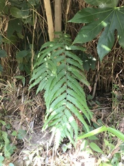 Christella acuminata