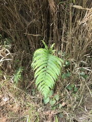 Christella acuminata