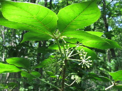 Eleutherococcus senticosus