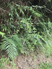 Christella acuminata