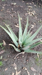 Aloe vera