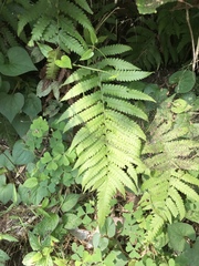Christella acuminata