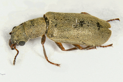 Danacea