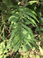Christella acuminata