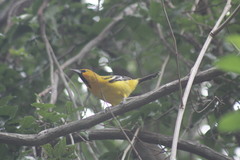 Icterus pustulatus graysonii