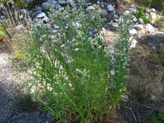 Pseudognaphalium macounii