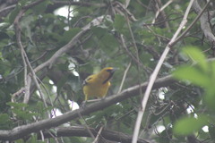 Icterus pustulatus graysonii