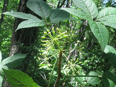 Eleutherococcus senticosus