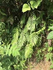 Christella acuminata
