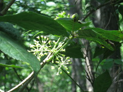 Eleutherococcus senticosus