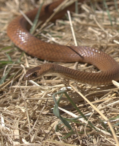 Eastern Brown Snake sighting
