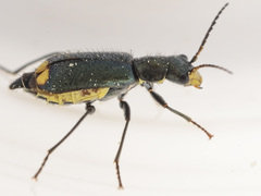 Clanoptilus elegans