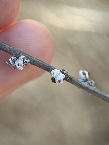 iNaturalist observation photo of Scale Insects