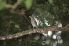 Turdus rufopalliatus graysoni
