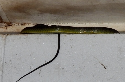 Common Tree Snake sighting