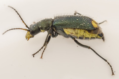 Clanoptilus elegans
