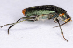 Malachius lusitanicus