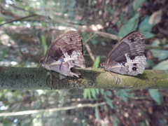 Posttaygetis penelea