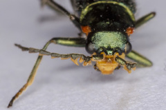 Malachius lusitanicus