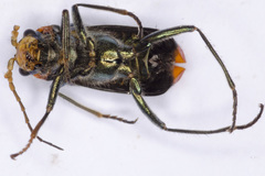 Malachius lusitanicus