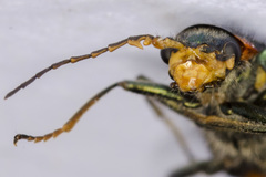 Malachius lusitanicus