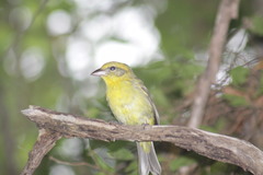 Piranga bidentata flammea