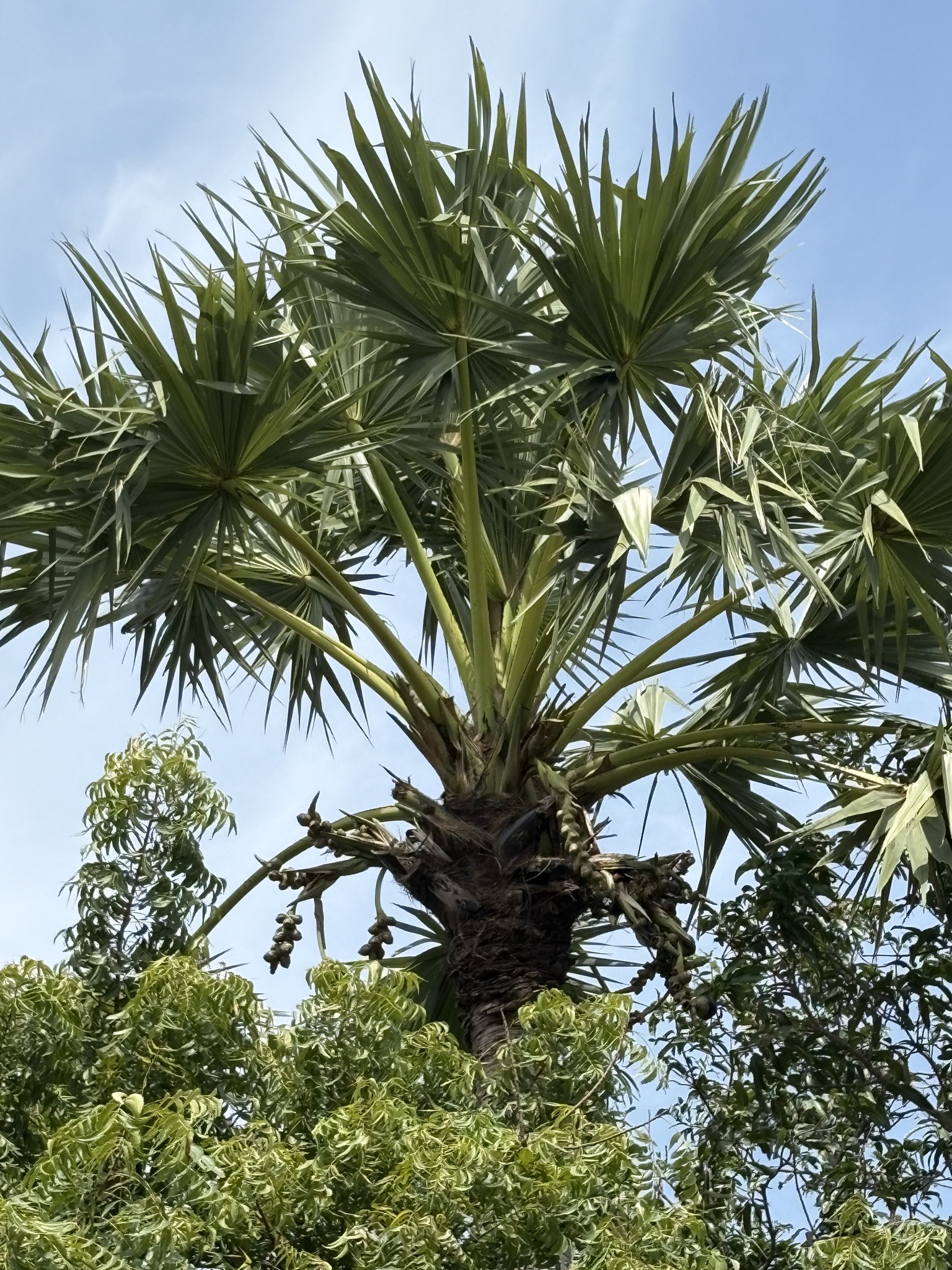 Imagem de Palmeira-talipot