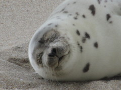 Pagophilus groenlandicus