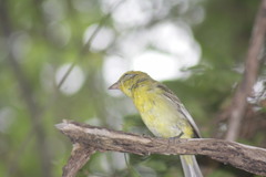 Piranga bidentata flammea