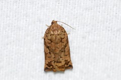 Archips oporana