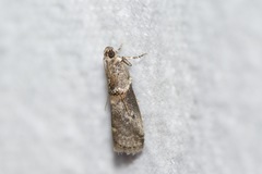 Acrobasis juglandis